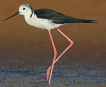 Black-winged Stilt