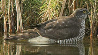 Eurasian Sparrowhawk