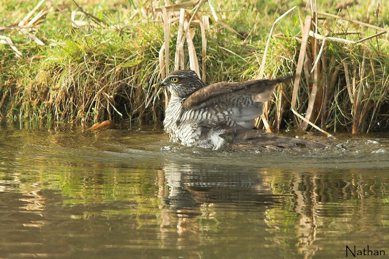 Eurasian Sparrowhawk