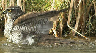 Eurasian Sparrowhawk