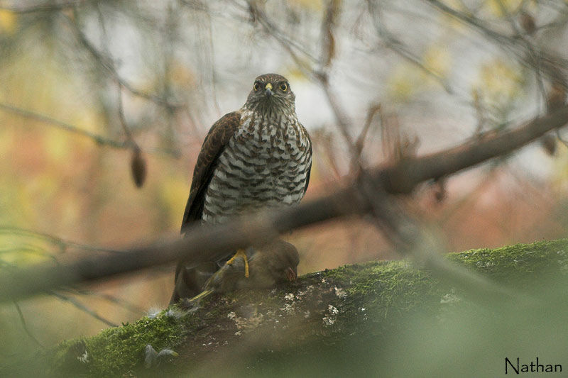 Eurasian Sparrowhawk