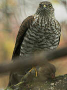 Eurasian Sparrowhawk