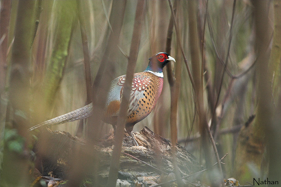 Common Pheasant male adult