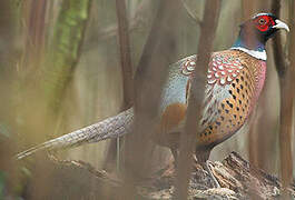 Common Pheasant