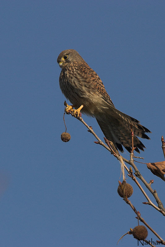 Common Kestrel