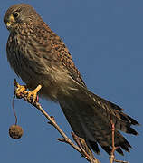 Common Kestrel