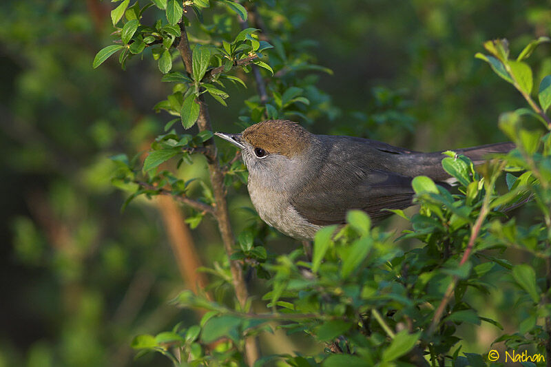 Eurasian Blackcap female adult