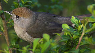 Eurasian Blackcap