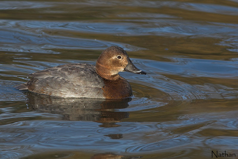 Common Pochard female