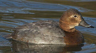 Common Pochard