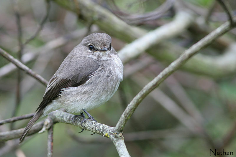 African Dusky Flycatcher