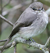 African Dusky Flycatcher