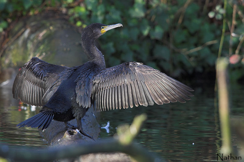 Great Cormorant