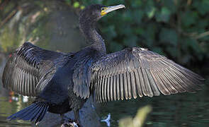 Great Cormorant