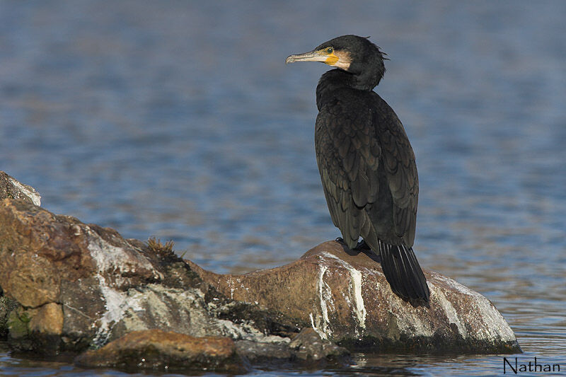 Grand Cormoranadulte internuptial