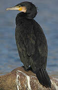 Great Cormorant