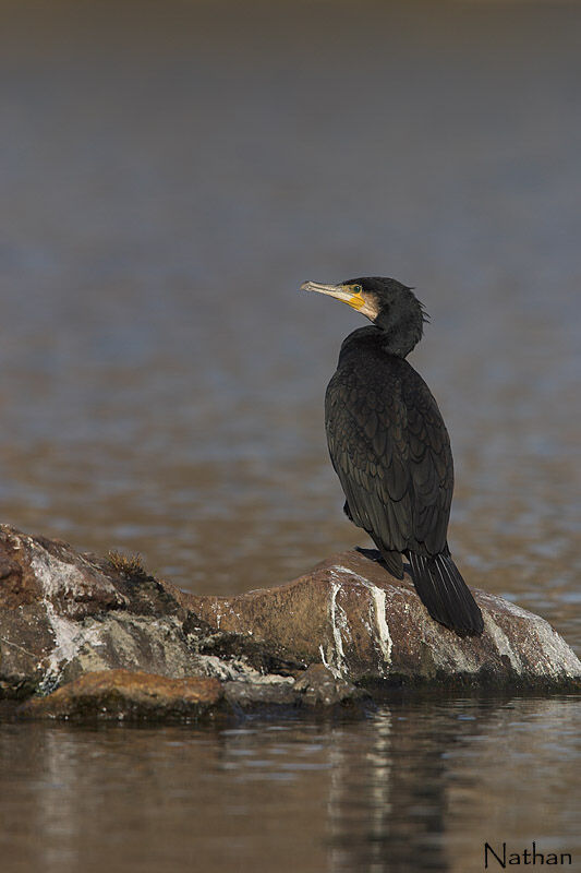 Grand Cormoranadulte internuptial