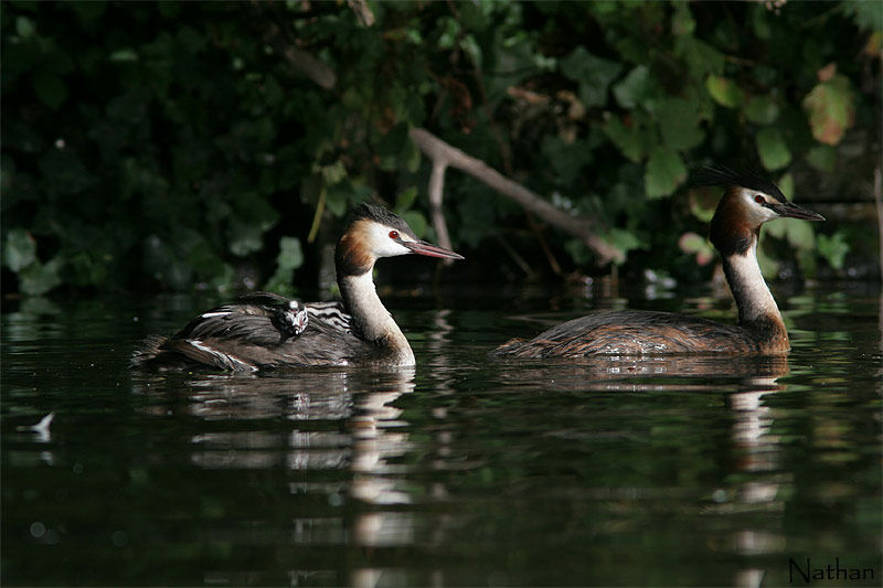 Great Crested Grebe adult breeding