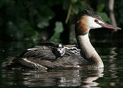 Great Crested Grebe