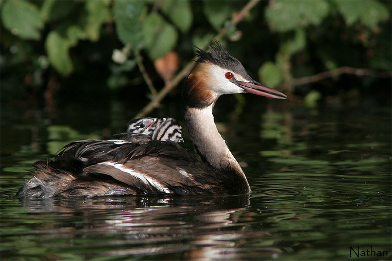 Great Crested Grebeadult breeding