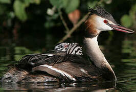 Great Crested Grebe