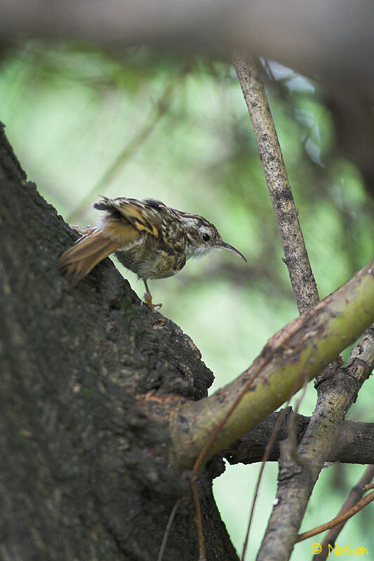 Short-toed Treecreeperadult