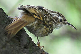 Short-toed Treecreeper