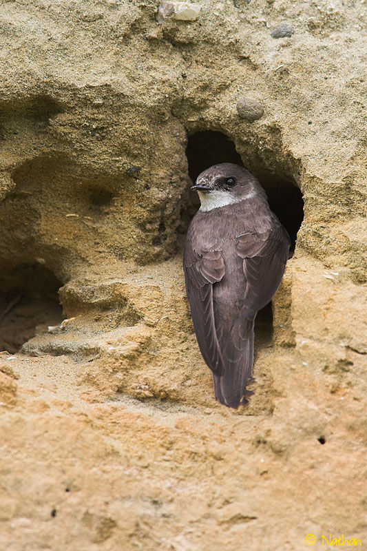 Sand Martinadult