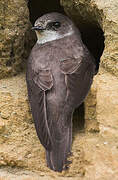 Sand Martin