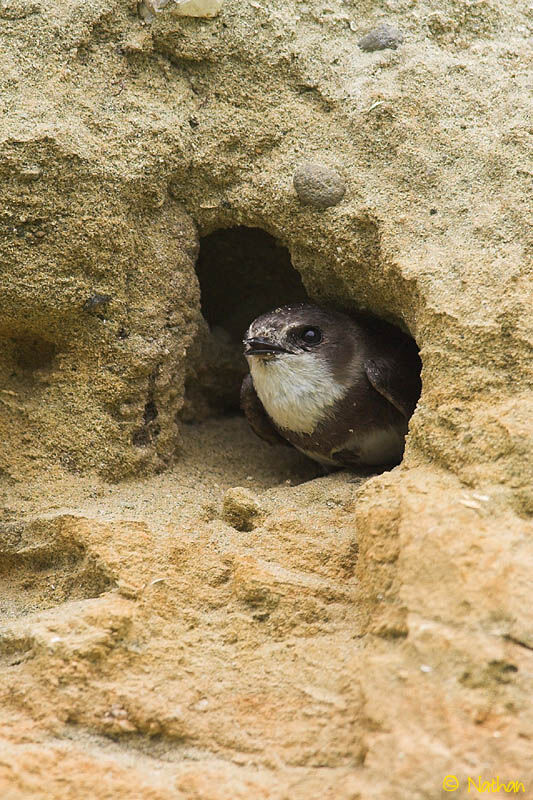 Hirondelle de rivage