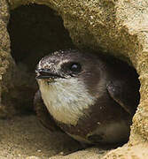 Sand Martin