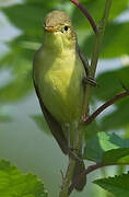 Melodious Warbler