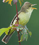 Melodious Warbler