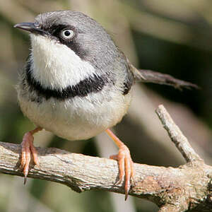 Apalis à collier