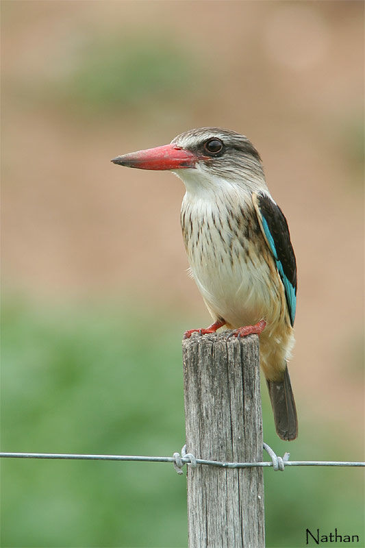 Brown-hooded Kingfisher male adult