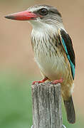 Brown-hooded Kingfisher