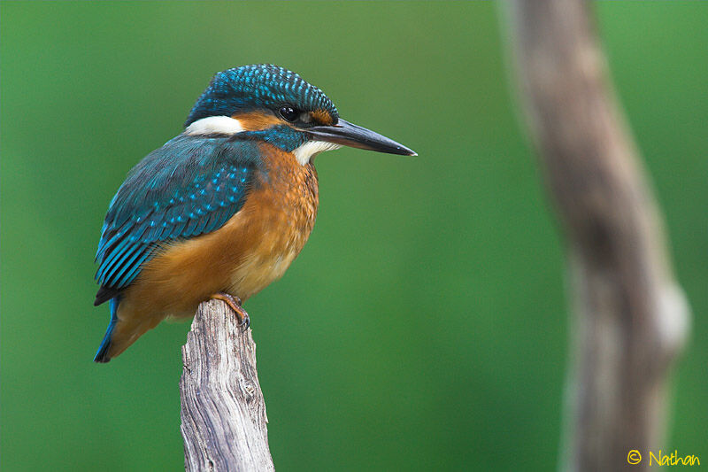 Martin-pêcheur d'Europe femelle juvénile