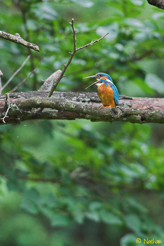 Common Kingfisher male adult