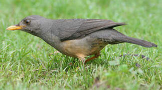 Olive Thrush