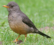 Olive Thrush