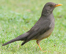 Olive Thrush