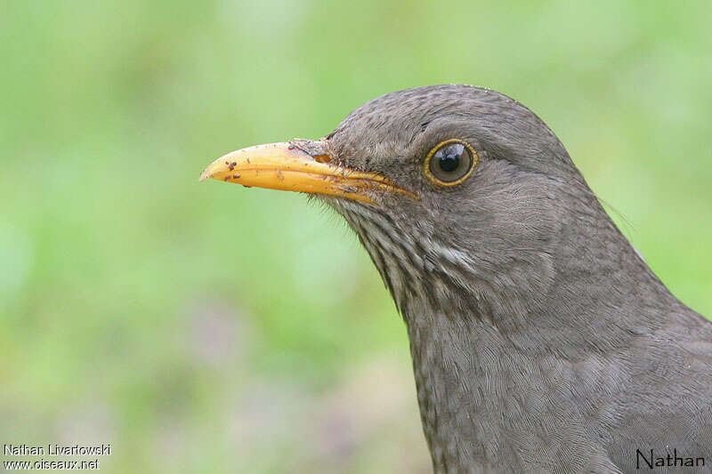 Olive Thrushadult, close-up portrait