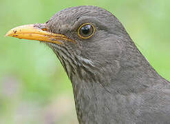 Olive Thrush