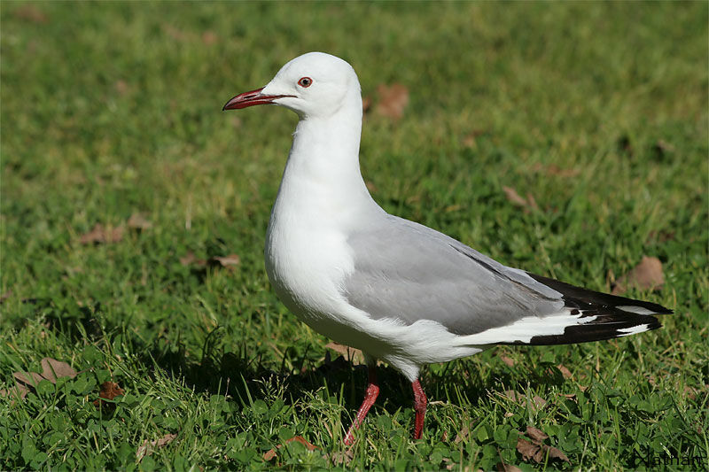 Hartlaub's Gull