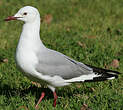 Mouette de Hartlaub