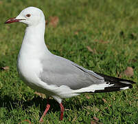 Hartlaub's Gull