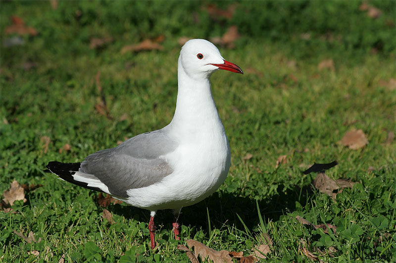 Hartlaub's Gull