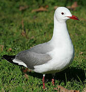 Hartlaub's Gull