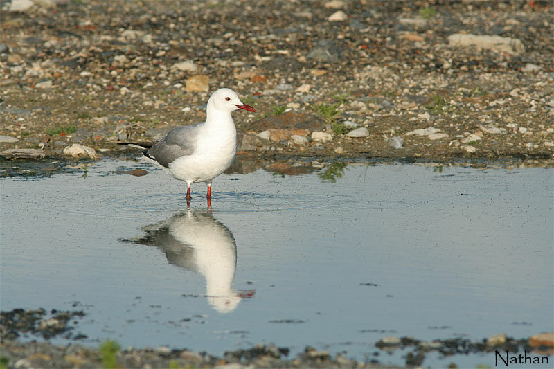 Hartlaub's Gull