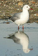 Mouette de Hartlaub